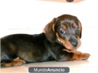 TECKEL MINI - mejor precio | unprecio.es