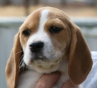 vendo beagle de 4 años. el perro esta enseñado a estar dentro de casa cuando quiere hacer sus necesidades ladra para qu - mejor precio | unprecio.es