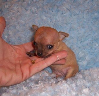 vendo chihuahuas de bolsillo de calidad de pelo corto