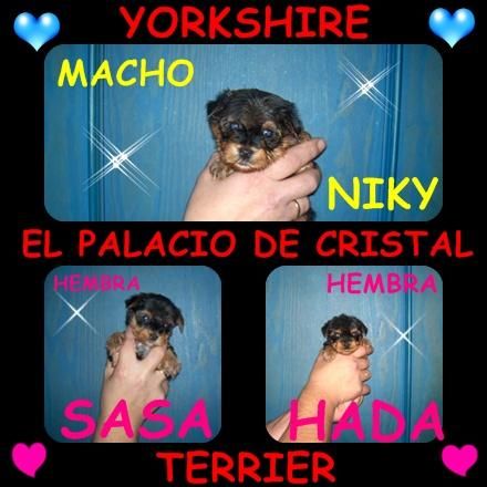 YORKSHIRE TERRIER 2 HEMBRITAS  1 MACHITO CON LOE