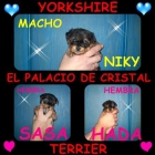 YORKSHIRE TERRIER 2 HEMBRITAS 1 MACHITO CON LOE - mejor precio | unprecio.es