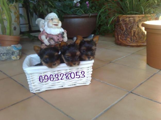 yorshire terrier