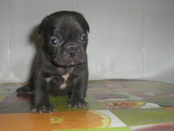 bulldog frances de granada