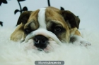 Bulldog Ingles Excelentes Camadas - mejor precio | unprecio.es