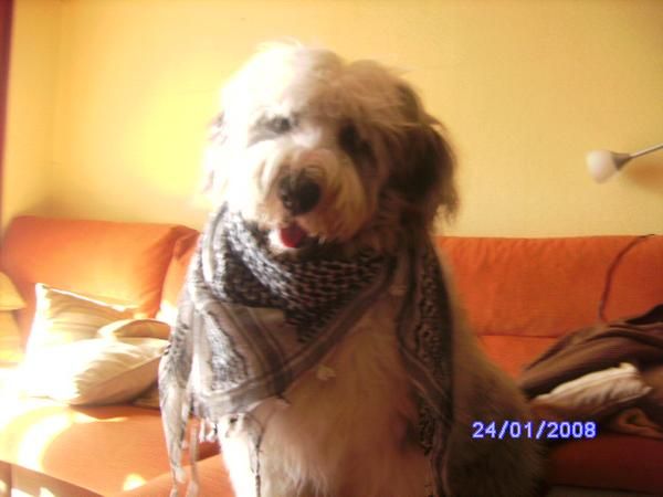 Busco hembra bobtail para cruzar