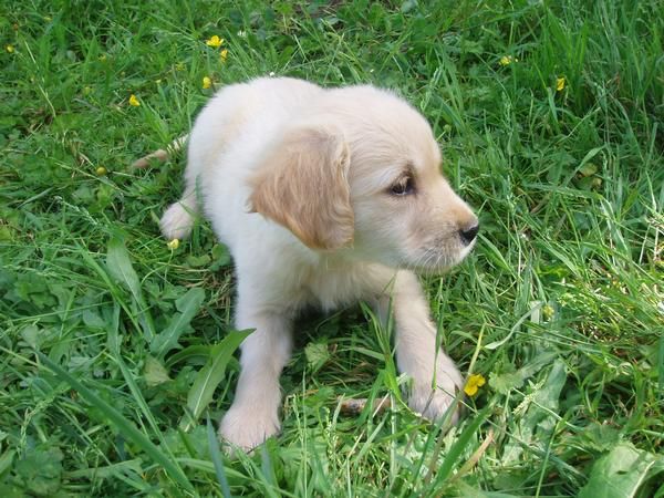 cachorritos GOLDEN RETRIEVER