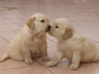 CACHORROS GOLDEN RETRIEVER 250E TRANSPORTES INCLUIDOS - mejor precio | unprecio.es