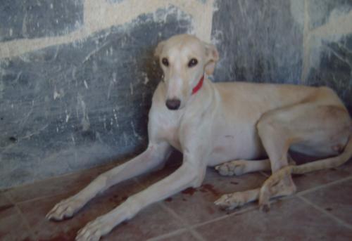 GALGUITA INCA, UNA BELLEZA ABANDONADA ATADA A UN ARBOL, EN ADOPCIÓN...‏