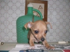 precioso chihuahua macho 3 meses, precioso REGALO DE NAVIDAD - mejor precio | unprecio.es
