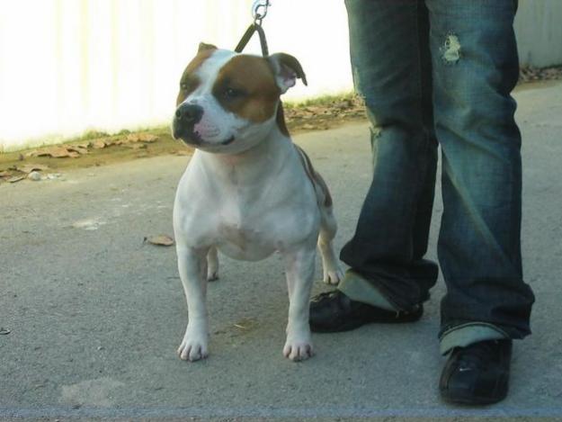 SE OFRECE STAFFORDSHIRE BULL TERRIER PARA MONTAS