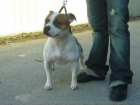 SE OFRECE STAFFORDSHIRE BULL TERRIER PARA MONTAS - mejor precio | unprecio.es