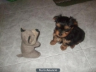 YORKSHIRE TERRIER - mejor precio | unprecio.es