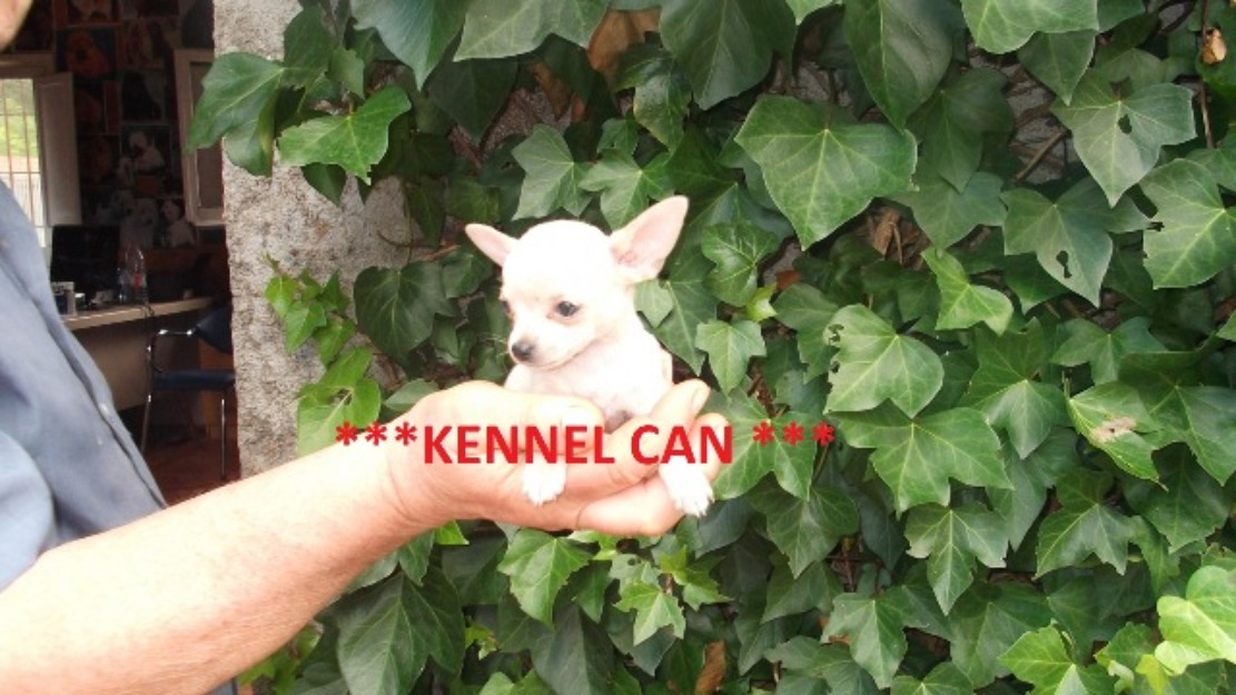 Pequeñísimos cachorritos de Chihuahua