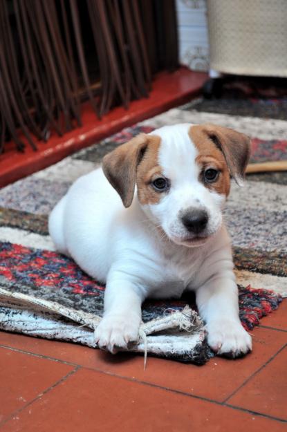 Excelente camada de Jack Russell
