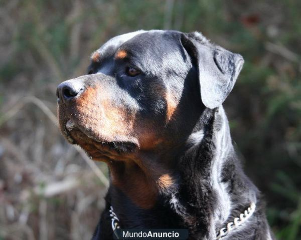 Excepcional Macho Rottweiler para montas