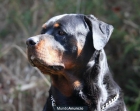 Excepcional Macho Rottweiler para montas - mejor precio | unprecio.es
