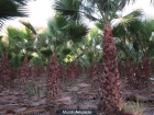 Palmeras Washingtonia robusta en venta - mejor precio | unprecio.es