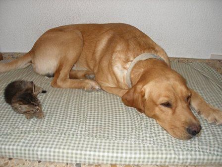 regalo fantástico labrador doradp