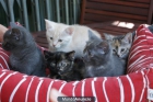 Se regalan gatitos - mejor precio | unprecio.es