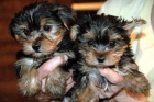 Yorkshire terrier de "Caramels". Criadores de razas Toy.100euro - mejor precio | unprecio.es