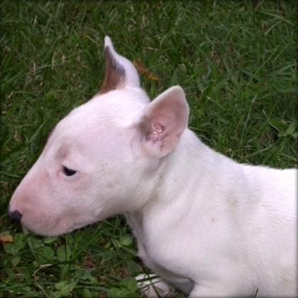 Bonito y agradable bebé bull terrier   140 disponibles