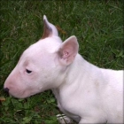 Bonito y agradable bebé bull terrier 140 disponibles - mejor precio | unprecio.es