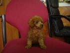 CACHORROS CANICHE TOY 550 - mejor precio | unprecio.es