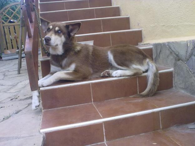 doy en adopcion a mi perra de 6 años