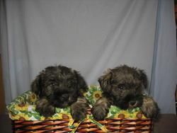 Lindos Schnauzer  290 euros