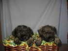 Lindos Schnauzer 290 euros - mejor precio | unprecio.es
