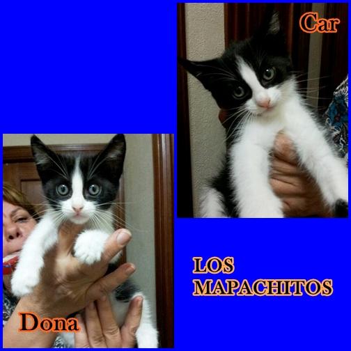 Los mapachitos. camadita busca hogar.sevilla