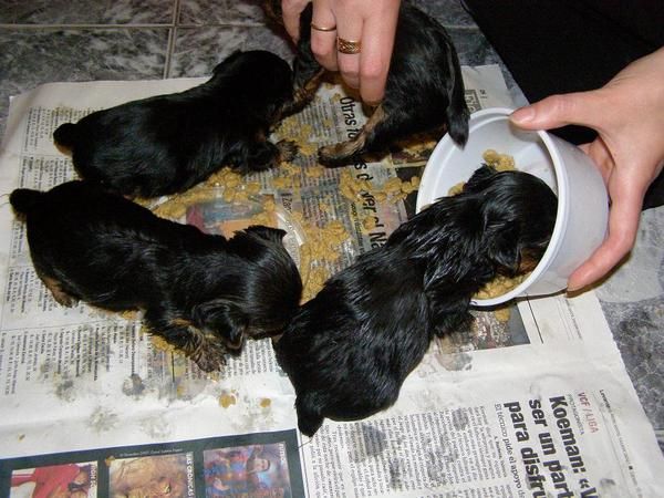 Preciosos cachorros de Yorkshire Terrier
