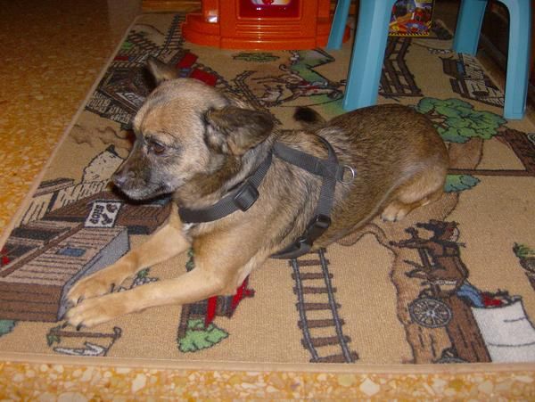 Regalo perrita de pelo corto, tamaño pequeño.
