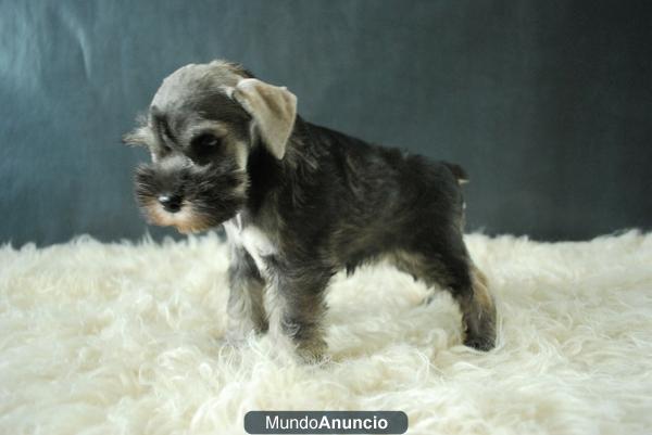 Schnauzer miniatura de primera calidad, pedrigre, criadores, excelentes