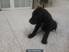 Se regalan cachorros. - mejor precio | unprecio.es