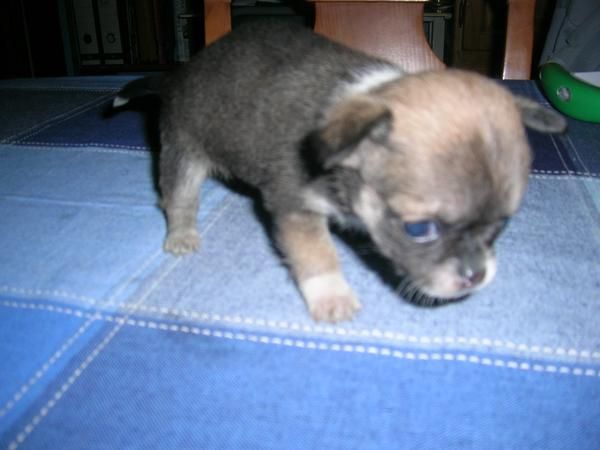 se vende chihuahua macho