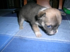 se vende chihuahua macho - mejor precio | unprecio.es
