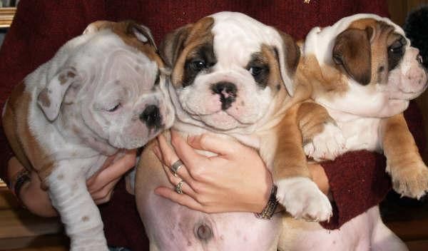 Tu Bulldog ingles, cachorros fantasticos