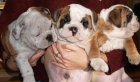Tu Bulldog ingles, cachorros fantasticos - mejor precio | unprecio.es