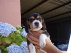 ultimo cachorro de beagle macho tricolor - mejor precio | unprecio.es