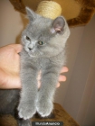 VENDO GATITO BRISTISH DE 3 MESES - mejor precio | unprecio.es