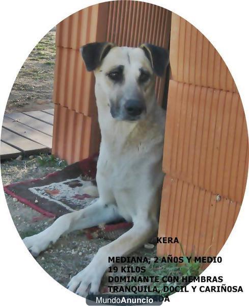 KERA TAMAÑO MEDIANITO
