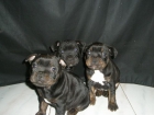 650€ Staffordshire - mejor precio | unprecio.es