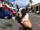 Bulldog frances - cachorros - mejor precio | unprecio.es