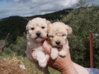 Cachorros caniche enano con pedigree - mejor precio | unprecio.es