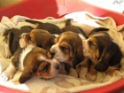 Cachorros de Basset Hound - mejor precio | unprecio.es