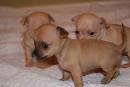 Chihuahua cachorros hermosos disponibles para adopción