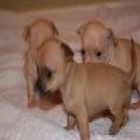Chihuahua cachorros hermosos disponibles para adopción - mejor precio | unprecio.es