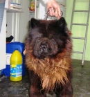 CHOW-CHOW EN ADOPCIÓN URGENTÍSIMA EN PERRERA DE VALENCIA! - mejor precio | unprecio.es