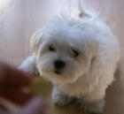 lindo y adorable cachorro maltés - mejor precio | unprecio.es